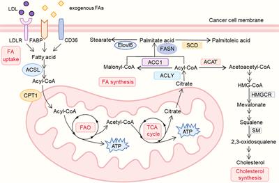 The role of lipid metabolism in tumor immune microenvironment and potential therapeutic strategies